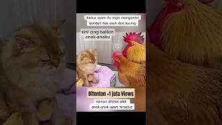 Oyen anak ayam sioyen kucing kanan ayam funny viralshorts trending gemes mix pets [upl. by Airelav]