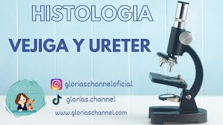 Histología para Medicina Vejiga y Uréter [upl. by Yeliac]