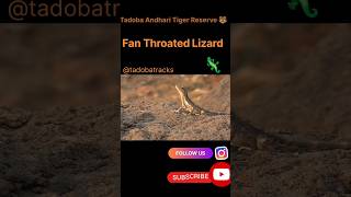 Fan throated lizard 🦎tadobanationalpark wildlife animals lizard  naturenature [upl. by Ingold]