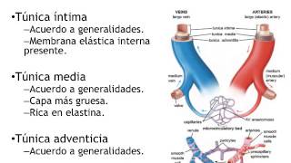 Histologia Cardiovascular [upl. by Ecissej]