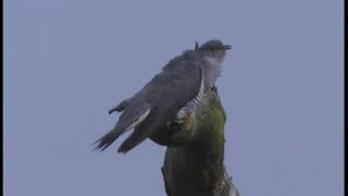 Coucou gris  Common Cuckoo  Kuckuck  Cuculus canorus [upl. by Christabelle]