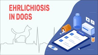 Ehrlichiosis In Dogs  Clinical Signs Symptoms and Treatment [upl. by Asilav]