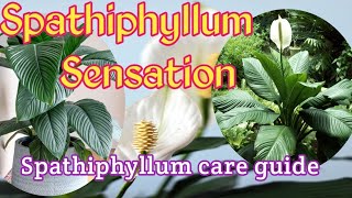 Spathiphyllum Sensation  Spathiphyllum care guide [upl. by Sorvats15]