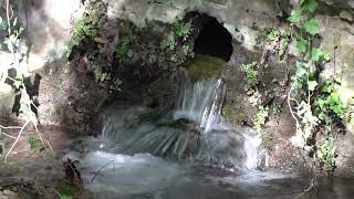 Cerveteri morìa di querce nel Bosco di Valcanneto  Canale 10 [upl. by Estele]