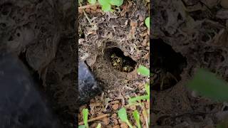 Angry and AGGRESSIVE Yellow Jacket Ground nest hornetking wasp sting [upl. by Avlis]