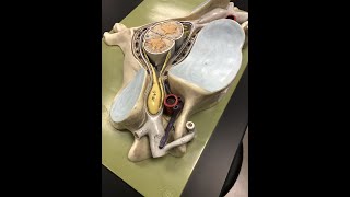 Cervical Spine Anatomy amp Some Pathology [upl. by Milstone]