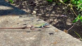 Texas Spotted Whiptail Lizard [upl. by Willock]