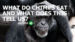 Humans Are Herbivores  Eat Like A Chimpanzee [upl. by Oinotnas]