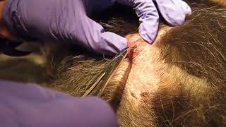 Cuterebra Removal [upl. by Jarad]