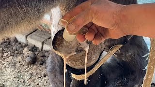 Treating a highly infected hoof with internal rot ASMR asmr hoof trimmer farming hoover [upl. by Attenyl]