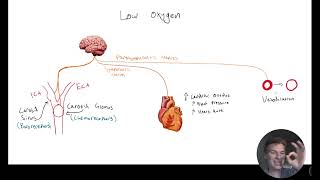 MCAT Question of the Day The Circulatory System [upl. by Llertnek]