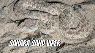 Sahara Sand Viper Burying  Cerastes vipera [upl. by Eilyr46]