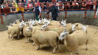 Longtown Mart Cheviot Mule Ewe Lambs  August 28th 2018 [upl. by Swarts]