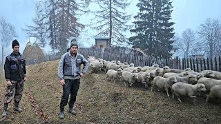 DOI FRATI GOSPODARI LA MUNTECRESC ANIMALE CU HARNICIE SI PASIUNE VIZITA COMPLETA LA PIETRICEAUA [upl. by Madid]