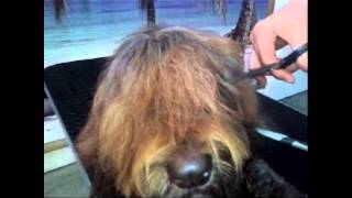 Grooming your labradoodle  knippen van de pony [upl. by Gulgee]