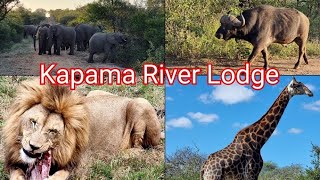 KAPAMA RIVER LODGE 🐃🐆🐘🦏🦁 [upl. by Vallo]