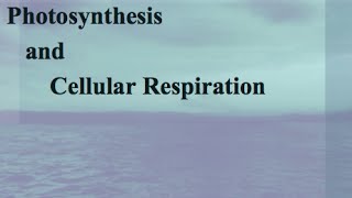 Comparing Photosynthesis and Cellular Respiration [upl. by Ainalem]