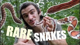 BEST TIN FLIPPING IVE EVER HAD Finding Rare Snakes in Kentucky Part 1 [upl. by Adeirf]