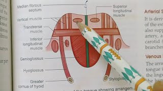 MUSCLES OF THE TONGUEBDCHAURASIAHEADNECK AND BRAIN ANATOMY [upl. by Errot]