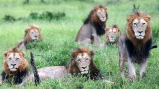 6 Male Lions Together [upl. by Otipaga]