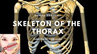 Human Anatomy  skeleton of the thorax [upl. by Ahsinahs266]