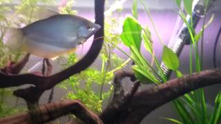 Trichogaster microlepis Breeding Moonlight gourami Нерест Лунных гурами [upl. by Terbecki]