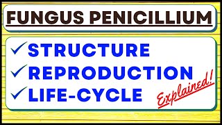 Penicillium Chrysogenum Fungus  Reproduction  Biological Classification Kingdom Fungi  Life Cycle [upl. by Esdnil]