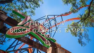 Tigris POV  Busch Gardens Tampa [upl. by Tatianas]