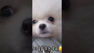 야외에서 아기강아지가 잠드는 시간 day pomeranian puppies 강아지 子犬 루피 loopy [upl. by Teodor44]