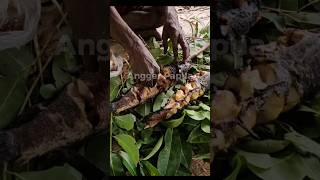 Grilling fish in the forests of Papua [upl. by Strawn]