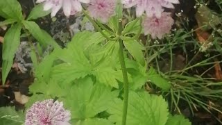 Astrantia a must for your garden🌺 [upl. by Aniuqaoj]