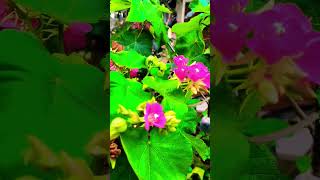 Dombeya Seminole flower [upl. by Sirdna]