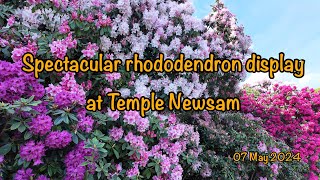 20240507 spectacular rhododendron display at Temple Newsam [upl. by Sheldon]