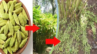 How to grow Cardamom at home  elaichi ka paudha kaise ugaye  এলাচ চারা তৈরির পদ্ধতি [upl. by Evans737]