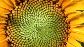 The MindBlowing Mathematics of Sunflowers  Instant Egghead 59 [upl. by Oderfodog]