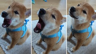 Shiba Inu Scream [upl. by Gut]