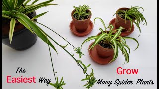 Propagating Spiderettes  How To Root Spider Plant Chlorophytum comosum Babies [upl. by Westland]