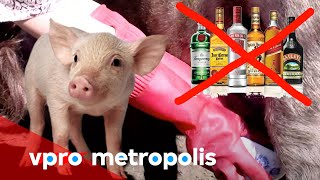 Pig milk to cure alcohol addiction in Mongolia  vpro Metropolis 2014 [upl. by Nura922]