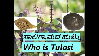 Who is Tulasi ತುಳಸಿ  how Saligrama was born  How Shankha was born [upl. by Heiney639]