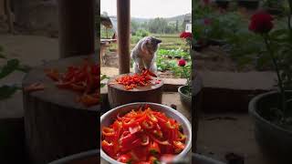 Cat picked some peppers to eat Mapo Tofu today Rural cute pets The rural fireworks are the mos [upl. by Nhar929]