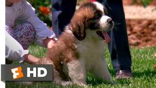 Beethoven 1992  Big Puppy Big Dog Scene 310  Movieclips [upl. by Urbannal313]