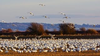 The Ultimate Best Ever Snow Geese Video HD [upl. by Russo]