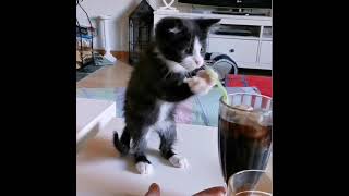 Kitten Tries To Drink Soda With Straw  1179215 [upl. by Seda414]