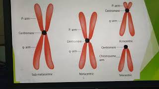 MetacentricSubmetacentricAcrocentricTelocentric Chromosomes [upl. by Elfie892]