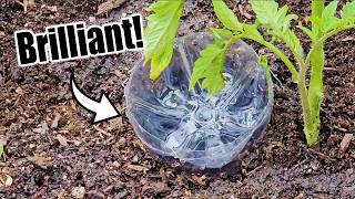 Top 10 Free Vegetable Gardening Hacks [upl. by Retha]