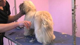 Grooming Guide  Lhasa Apso Competition Trim  ProGroomer [upl. by Ahsyekat812]