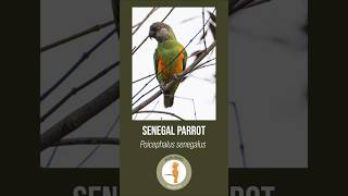 Senegal Parrot  Poicephalus senegalus [upl. by Lrigybab]