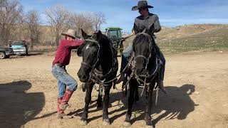 TEAM FOR SALE Meet Princess amp Sally Showcased at the Billings Livestock Horse Sale April 22nd [upl. by Stephine]