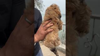 Lhasa Apso in Low Price 😳🔥shorts dog lhasaapso [upl. by Biddle]