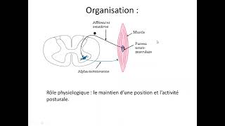 Le tonus musculaire et les reflexes spinaux [upl. by Cathi]